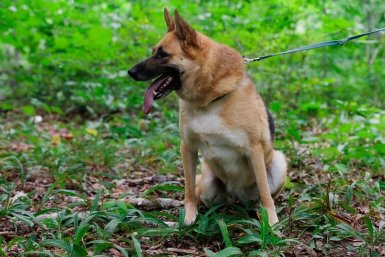 выгул собак, собака, домашние животные, фонд Умка, защитники животных, пёс Евгений Кулешов, ИА PrimaMedia.ru
