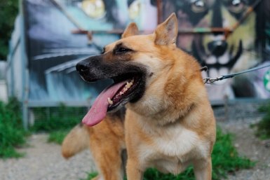 собака, домашние животные, фонд Умка, защитники животных, пёс Евгений Кулешов, ИА PrimaMedia.ru