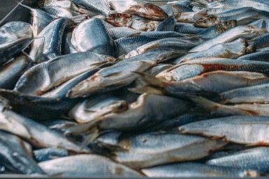 Рыба Мария Смитюк, ИА PrimaMedia