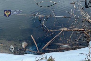 Уголовное дело возбуждено после гибели рыбы на 6 млн рублей в Балашихе t.me/mosoblproc