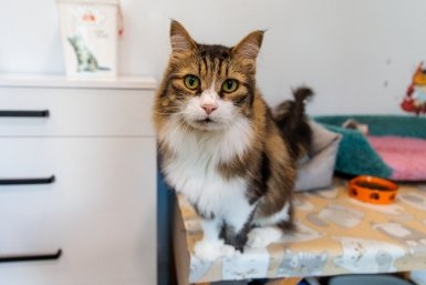 кот, кошка, домашние животные, фонд Умка, защитники животных Евгений Кулешов, ИА PrimaMedia.ru