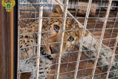 Животные Телеграм-канал &quotПрокуратура Москвы&quot