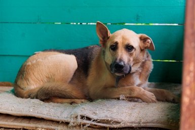 собака, домашние животные, фонд Умка, защитники животных, пёс,  страх, предательство Евгений Кулешов, ИА PrimaMedia.ru