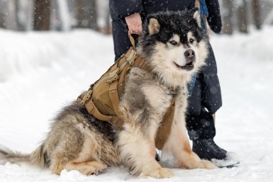Собака https://www.mos.ru/