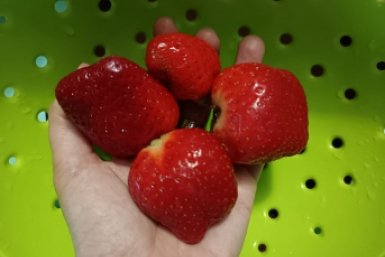 Для крупной сладкой клубники - важнее нет: 3 задачи для сказочного урожая - за ягодами листьев не видно ИА StavropolMedia