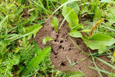 Муравейник Автора