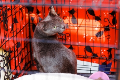 кот, кошка, клетка, выставка-раздача, бездомные животные Евгений Кулешов, ИА PrimaMedia
