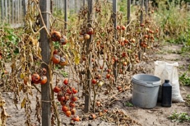 Тематическое фото ИИ Кандинский (18+)