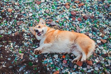 зима, погода, бухта Стеклянная, собака Мария Смитюк, ИА PrimaMedia.ru