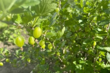 Крыжовник на грядке - бриллиант в короне сада: как за ним ухаживать и какие сорта сверкают ярче всех ИА StavropolMedia