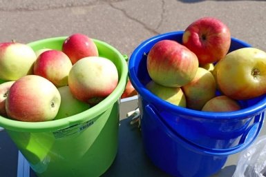 Как карамель на ветке: топ‑10 сладких сортов яблок 2026 года для средней полосы ИА KrasnodarMedia