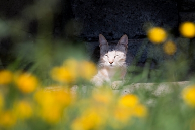 Кот, кошка, лето, солнце, цветы Денис Таушканов, ИА SakhalinMedia