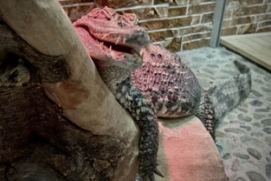 Крокодил Виктория Брыкова, ИА SakhalinMedia