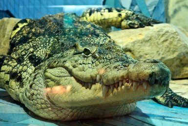 Крокодил Иркутский зоопарк