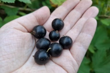 Смородина ИА KrasnodarMedia