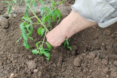 Томаты ИА KrasnodarMedia