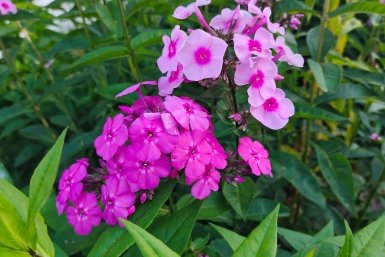 Флоксы Автора