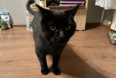 Кошки-липучки: 8 пород, которые не дадут покоя хозяину - ходят по пятам ИА Stavropol.Media
