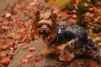 Бегал и пытался выжить: на МКАД сняли испуганного щенка в бурном потоке машин