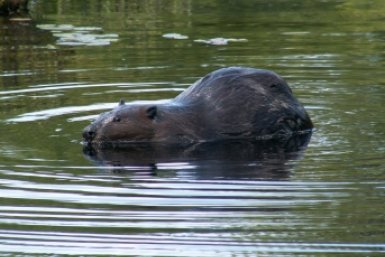 Не трогай - укусит: почему нельзя близко подходить к бобрам