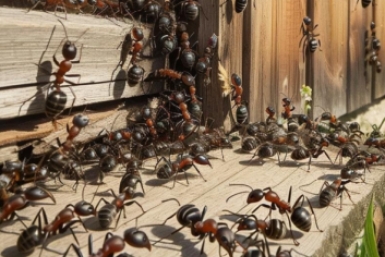 Муравьи сгенерировано при помощи ИИ