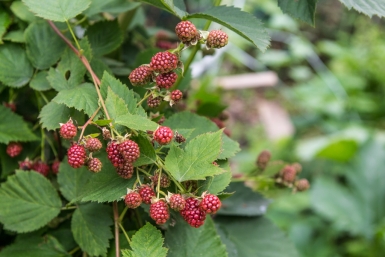 Ежемалина Юлия Никитина, PrimaMedia