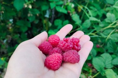 Малина ИА KrasnodarMedia