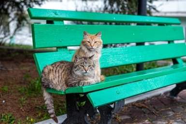 Юрист объяснила, почему двукратные штрафы за выброшенных животных бесполезны