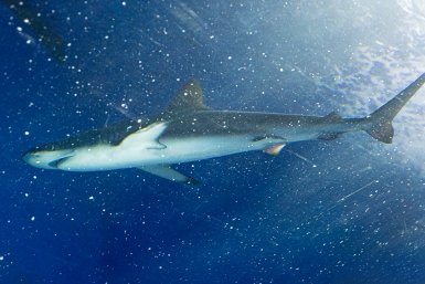 Акула откусила ногу туристу в море на Мальдивах