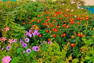 Клумба автора