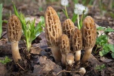 Сморчки изображение сгенерировано ИИ