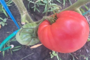 Томаты ИА StolicaMedia