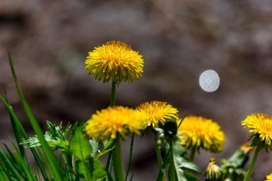 Юристы напомнили о наказаниях за повреждение растений в Подмосковье