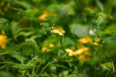 Пустырь стал лесом: в Химках выросли 80 тысяч деревьев 