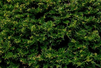 В Подмосковье ввели противопожарный особый режим