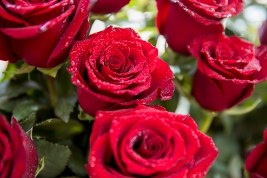 Раскрыта личность девушки, получившей тысячи роз на 70 млн рублей в Москве