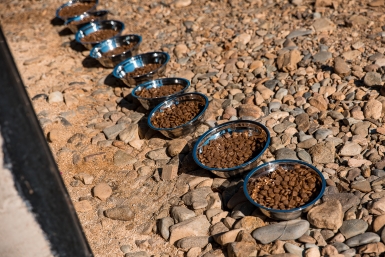 Подмосковье заняло первое место в России по производству кормов для животных