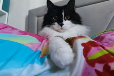 Названы самые "кошачьи" российские города