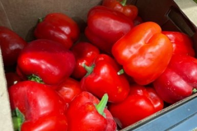 Современные сорта перца позволяют получать хороший урожай без теплицы Автор ИА PrimaMedia