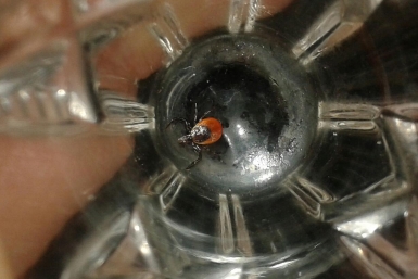 Врач назвал районы Подмосковья, где риск заразиться энцефалитов выше всего