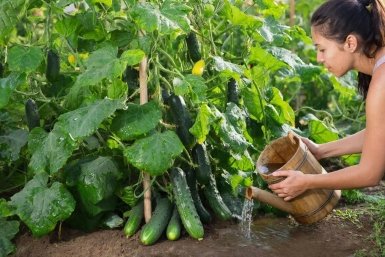 500 мл под кусты - огурцы лавиной прут: сами поедите, еще и гостей накормите Создано с помощью ИИ