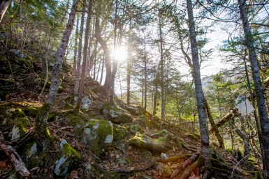 Бизоны насмерть забодали двух женщин в заповеднике в Индии