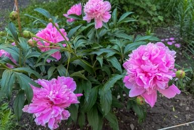 Синоптики рассказали о погоде в Москве на майские