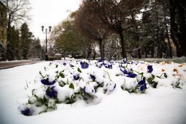 Деревопад во дворах начался в Москве из-за снегопада