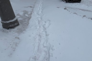 Дерево обрушилось на электробус с пассажирами в Москве