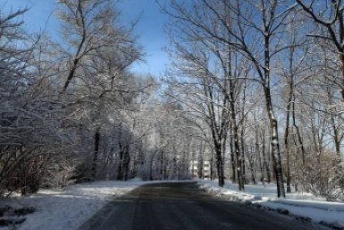 В Подмосковье снег повалил деревья и парализовал транспорт