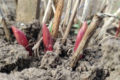 Пионы ИА KrasnodarMedia