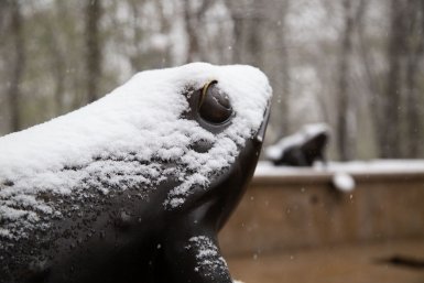 Синоптики сказали, когда в Москве закончится снег