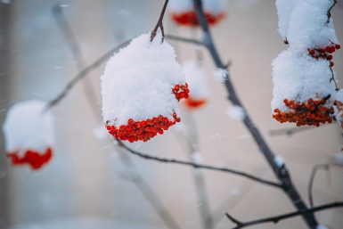 Дерево рухнуло у дома и перекрыло тротуар в Мытищах