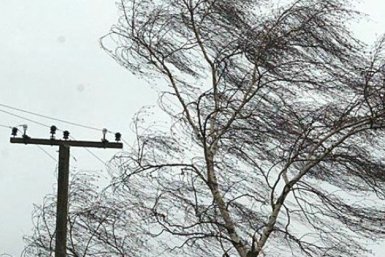 Спасатели рассказали о последствиях падения деревьев в Подмосковье